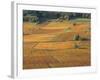 Beaujolais Vineyards Near Beuajeu, Rhone Alpes, France-Michael Busselle-Framed Photographic Print