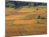 Beaujolais Vineyards Near Beuajeu, Rhone Alpes, France-Michael Busselle-Mounted Photographic Print