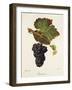 Beaunoir Grape-J. Troncy-Framed Giclee Print