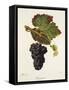 Beaunoir Grape-J. Troncy-Framed Stretched Canvas