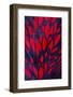Beautiful Abstract Background Consisting of Red Hen Saddle Feathers-Keith Publicover-Framed Photographic Print