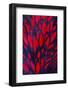 Beautiful Abstract Background Consisting of Red Hen Saddle Feathers-Keith Publicover-Framed Photographic Print