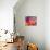 Beautiful Abstract Colorful Background, Oil on Water Surface-Abstract Oil Work-Stretched Canvas displayed on a wall