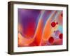 Beautiful Abstract Colorful Background, Oil on Water Surface-Abstract Oil Work-Framed Photographic Print