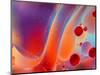 Beautiful Abstract Colorful Background, Oil on Water Surface-Abstract Oil Work-Mounted Photographic Print