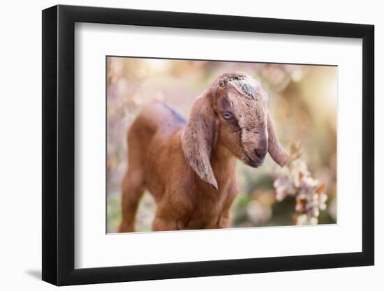 Beautiful Adorable Baby Goat, Spring Floral Background (Capra Aegagrus Hircus)-Tunatura-Framed Photographic Print