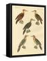 Beautiful and Foreign Woodpecker-null-Framed Stretched Canvas