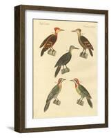 Beautiful and Foreign Woodpecker-null-Framed Giclee Print