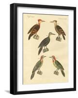 Beautiful and Foreign Woodpecker-null-Framed Giclee Print