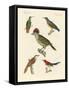 Beautiful and Strange Birds-null-Framed Stretched Canvas