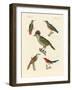 Beautiful and Strange Birds-null-Framed Giclee Print