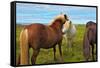 Beautiful and Well-Groomed Horse Chestnut and White Suit on Free Ranging. Icelandic Horses on the S-kavram-Framed Stretched Canvas