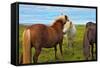 Beautiful and Well-Groomed Horse Chestnut and White Suit on Free Ranging. Icelandic Horses on the S-kavram-Framed Stretched Canvas