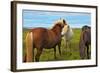 Beautiful and Well-Groomed Horse Chestnut and White Suit on Free Ranging. Icelandic Horses on the S-kavram-Framed Photographic Print