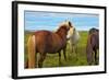 Beautiful and Well-Groomed Horse Chestnut and White Suit on Free Ranging. Icelandic Horses on the S-kavram-Framed Photographic Print