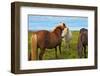 Beautiful and Well-Groomed Horse Chestnut and White Suit on Free Ranging. Icelandic Horses on the S-kavram-Framed Photographic Print