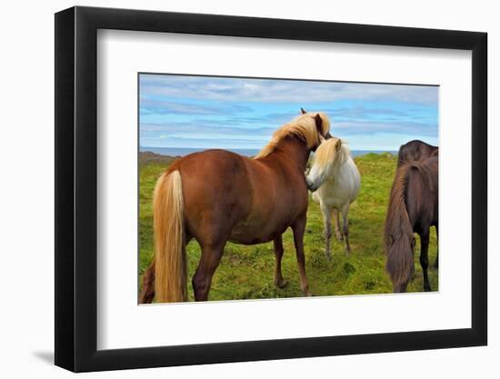 Beautiful and Well-Groomed Horse Chestnut and White Suit on Free Ranging. Icelandic Horses on the S-kavram-Framed Photographic Print