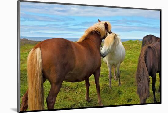 Beautiful and Well-Groomed Horse Chestnut and White Suit on Free Ranging. Icelandic Horses on the S-kavram-Mounted Photographic Print