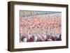 Beautiful and Wild - Flamingos-Keyur Athaide-Framed Photographic Print