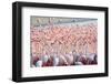 Beautiful and Wild - Flamingos-Keyur Athaide-Framed Photographic Print