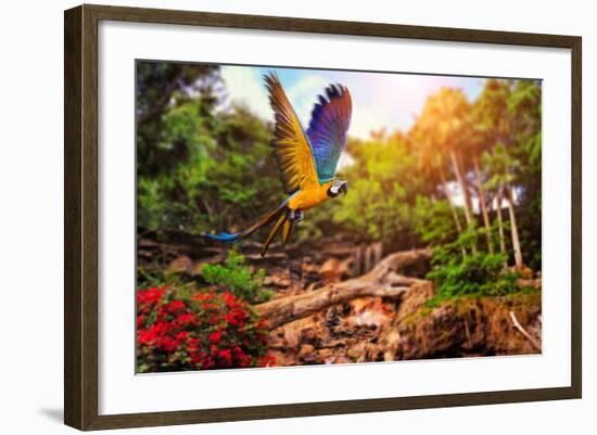 Beautiful Ara Parrot on Tropical Forest Background-NejroN Photo-Framed Photographic Print