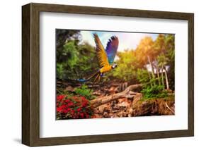 Beautiful Ara Parrot on Tropical Forest Background-NejroN Photo-Framed Photographic Print