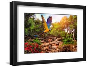 Beautiful Ara Parrot on Tropical Forest Background-NejroN Photo-Framed Photographic Print