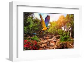 Beautiful Ara Parrot on Tropical Forest Background-NejroN Photo-Framed Photographic Print