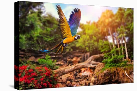 Beautiful Ara Parrot on Tropical Forest Background-NejroN Photo-Stretched Canvas