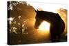 Beautiful Arabian Horse Silhouette Against Morning Sun Shining Through Haze And Trees-Sari ONeal-Stretched Canvas