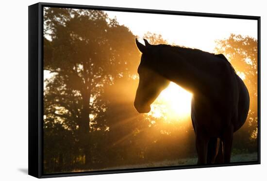 Beautiful Arabian Horse Silhouette Against Morning Sun Shining Through Haze And Trees-Sari ONeal-Framed Stretched Canvas