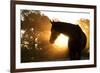 Beautiful Arabian Horse Silhouette Against Morning Sun Shining Through Haze And Trees-Sari ONeal-Framed Photographic Print