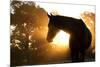 Beautiful Arabian Horse Silhouette Against Morning Sun Shining Through Haze And Trees-Sari ONeal-Mounted Photographic Print