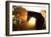 Beautiful Arabian Horse Silhouette Against Morning Sun Shining Through Haze And Trees-Sari ONeal-Framed Photographic Print