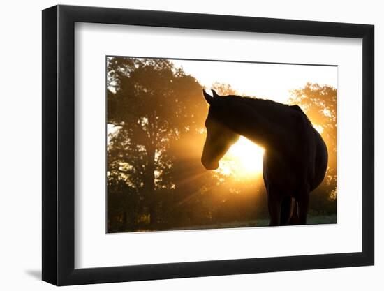 Beautiful Arabian Horse Silhouette Against Morning Sun Shining Through Haze And Trees-Sari ONeal-Framed Photographic Print