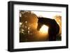 Beautiful Arabian Horse Silhouette Against Morning Sun Shining Through Haze And Trees-Sari ONeal-Framed Photographic Print