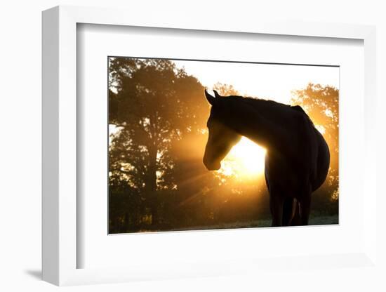 Beautiful Arabian Horse Silhouette Against Morning Sun Shining Through Haze And Trees-Sari ONeal-Framed Photographic Print