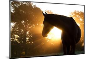 Beautiful Arabian Horse Silhouette Against Morning Sun Shining Through Haze And Trees-Sari ONeal-Mounted Photographic Print