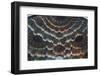 Beautiful artwork in the Ahmad Shah Durrani Mausoleum, Kandahar, Afghanistan-Michael Runkel-Framed Photographic Print