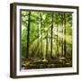 Beautiful Autumn Forest in Poland-Piotr Krzeslak-Framed Photographic Print