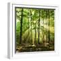 Beautiful Autumn Forest in Poland-Piotr Krzeslak-Framed Photographic Print