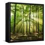 Beautiful Autumn Forest in Poland-Piotr Krzeslak-Framed Stretched Canvas