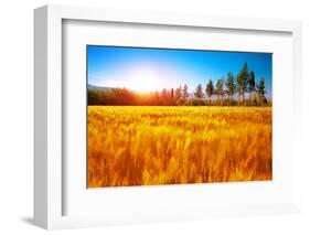 Beautiful Autumn Landscape, Dry Golden Grass Field, High Green Pine Trees, Autumnal Nature, Sunny D-Anna Omelchenko-Framed Photographic Print