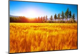 Beautiful Autumn Landscape, Dry Golden Grass Field, High Green Pine Trees, Autumnal Nature, Sunny D-Anna Omelchenko-Mounted Photographic Print