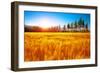 Beautiful Autumn Landscape, Dry Golden Grass Field, High Green Pine Trees, Autumnal Nature, Sunny D-Anna Omelchenko-Framed Photographic Print