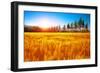 Beautiful Autumn Landscape, Dry Golden Grass Field, High Green Pine Trees, Autumnal Nature, Sunny D-Anna Omelchenko-Framed Photographic Print