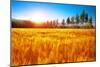 Beautiful Autumn Landscape, Dry Golden Grass Field, High Green Pine Trees, Autumnal Nature, Sunny D-Anna Omelchenko-Mounted Photographic Print