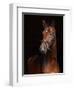 Beautiful Bay Horse Standing in the Stable Door-horsemen-Framed Photographic Print