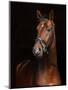 Beautiful Bay Horse Standing in the Stable Door-horsemen-Mounted Photographic Print