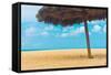 Beautiful Beach in Aruba, Caribbean Islands, Lesser Antilles-mffoto-Framed Stretched Canvas